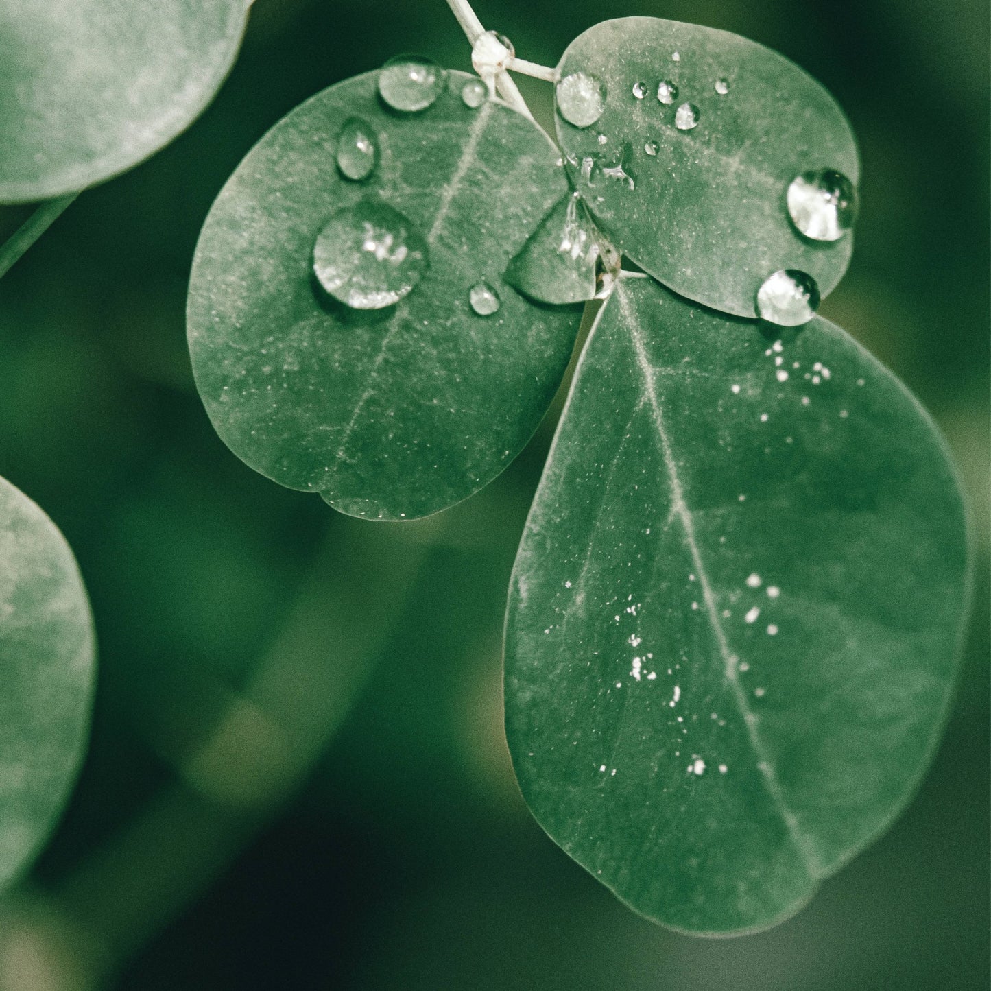 Top Benefits of Moringa - By Pure Sea Moss UK