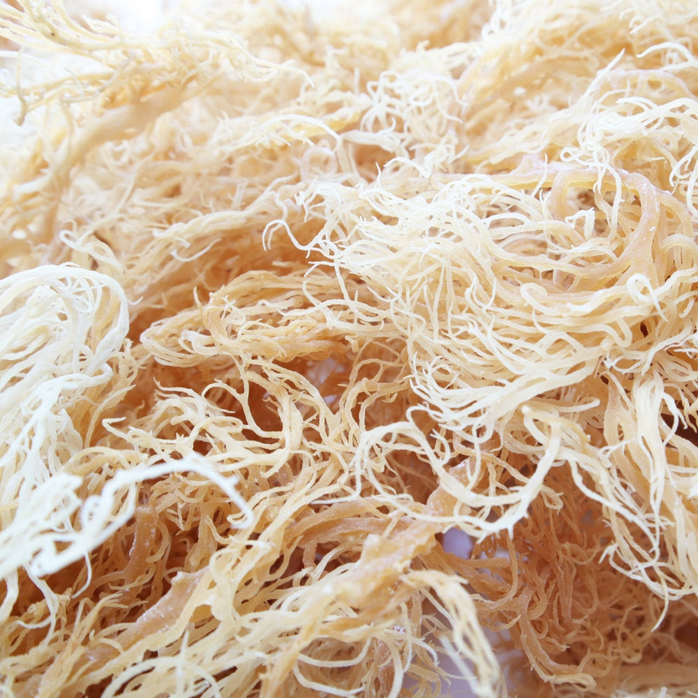 Close-up of dried St. Lucia sea moss – ready to prepare