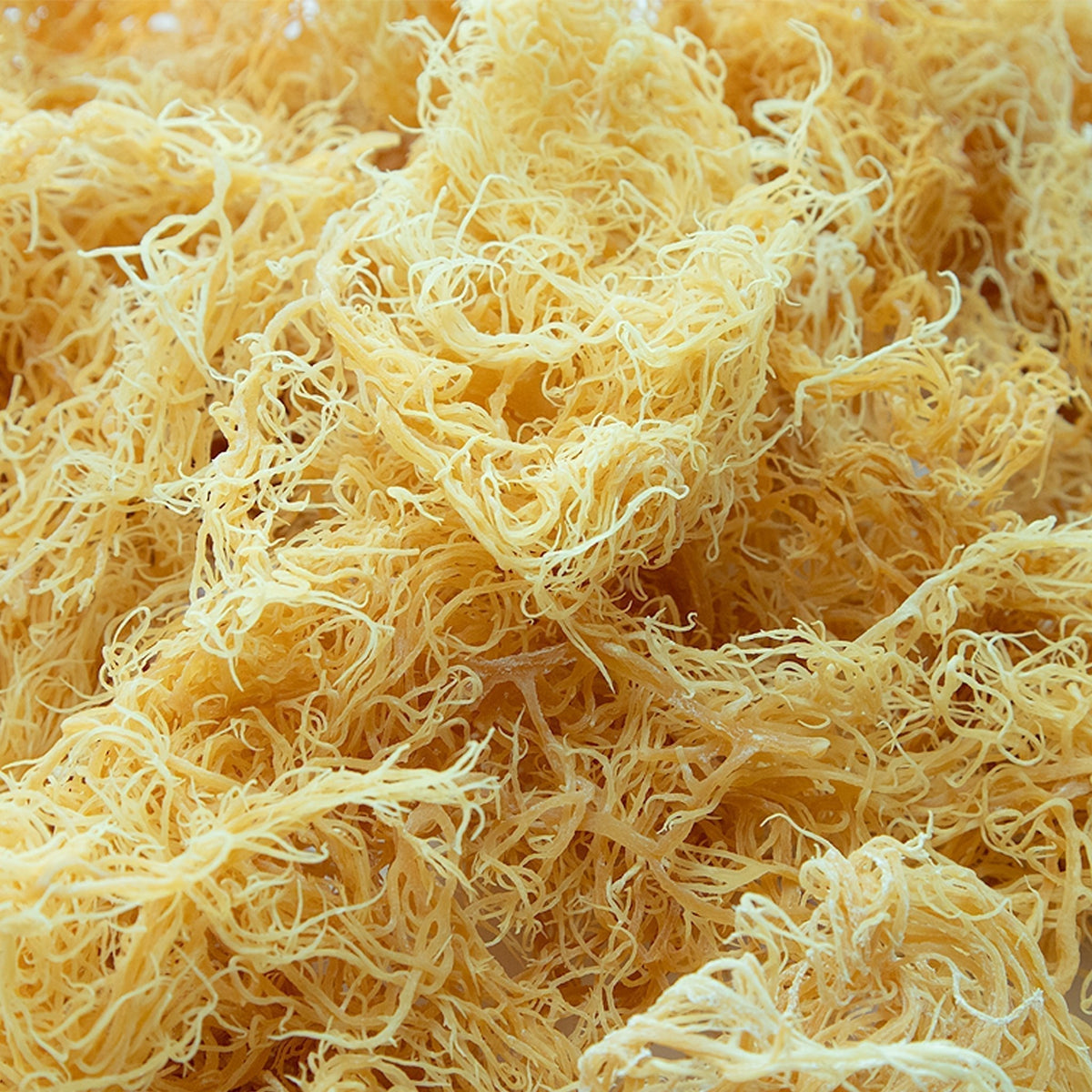 How to identify fake sea moss? Pool grown seamoss