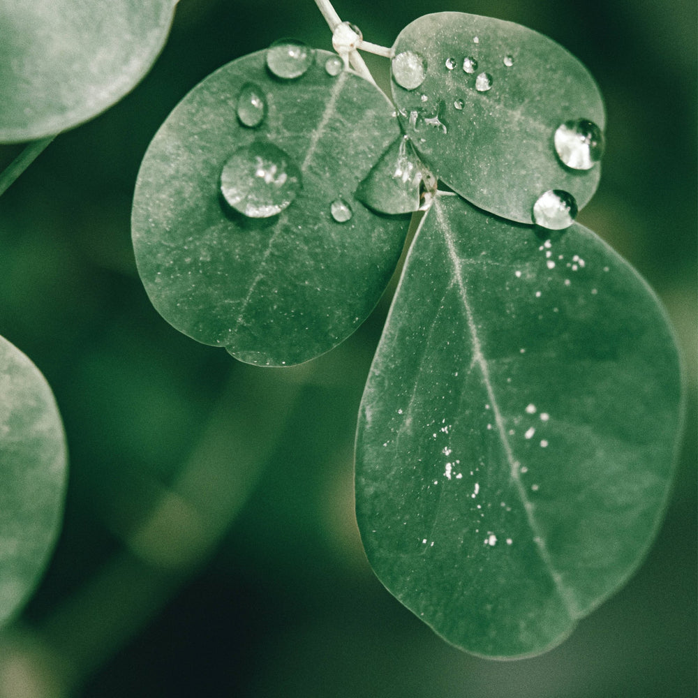 Top Benefits of Moringa - By Pure Sea Moss UK