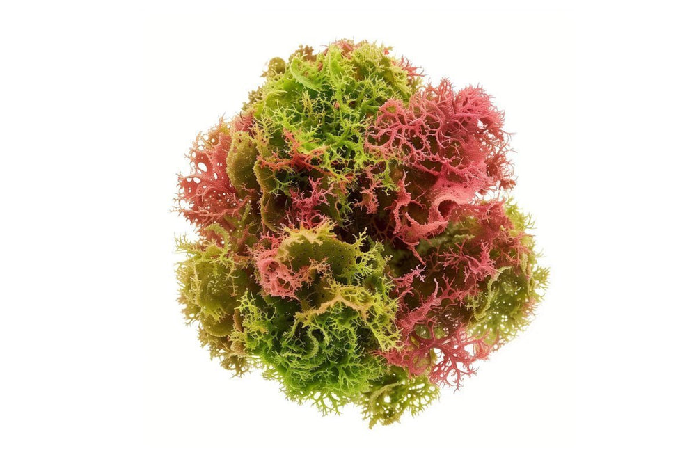 Organic Seamoss Vs Pool Grown Sea Moss