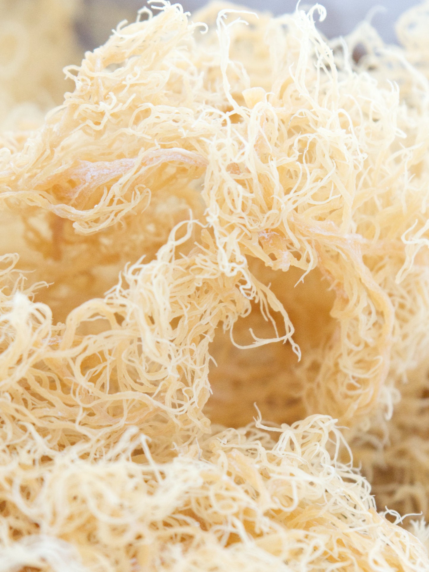 
                  
                    1kg Bulk Raw Gold Sea Moss - Eucheuma Cottonii
                  
                