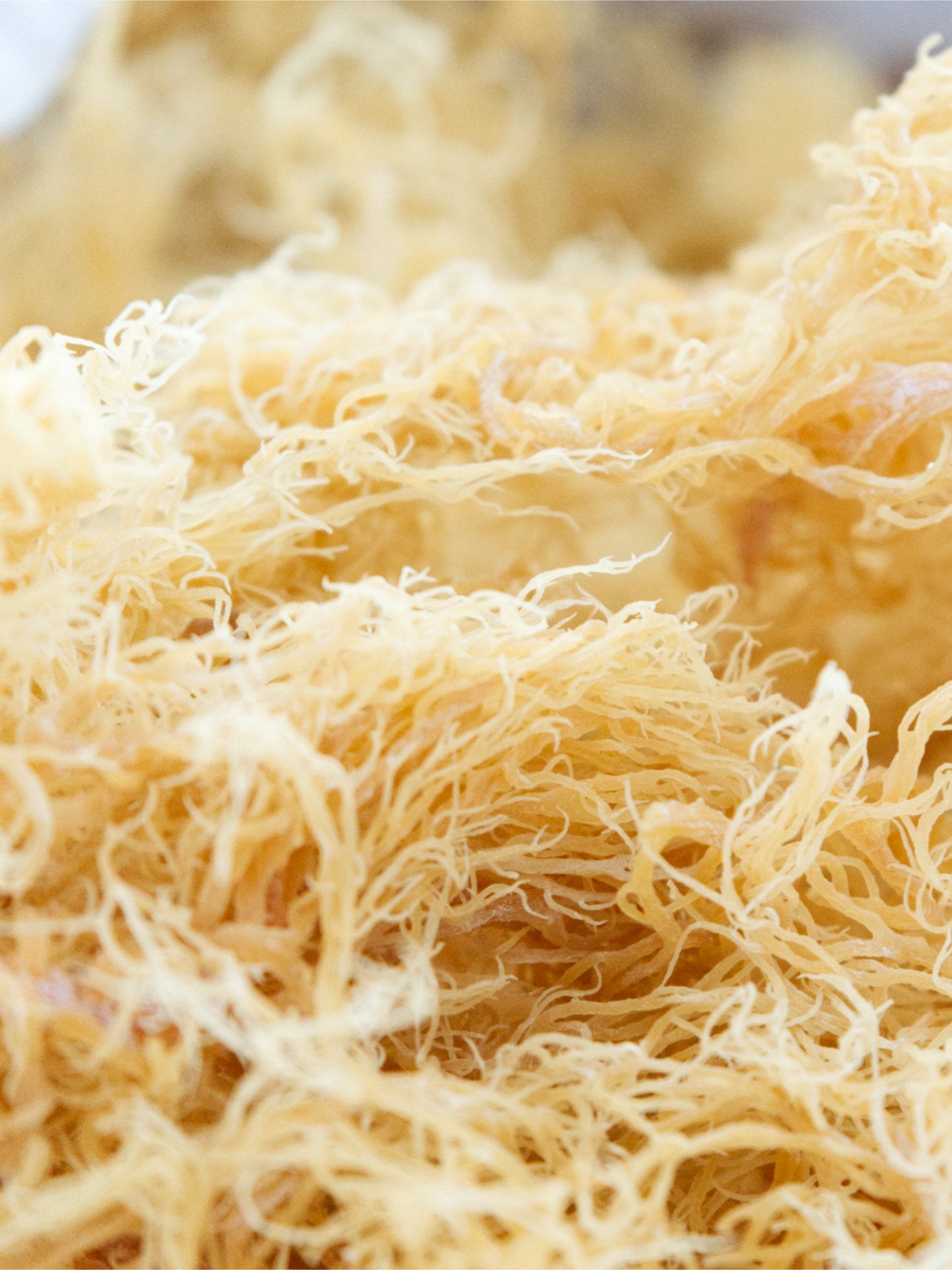 
                  
                    1kg Bulk Raw Gold Sea Moss - Eucheuma Cottonii
                  
                