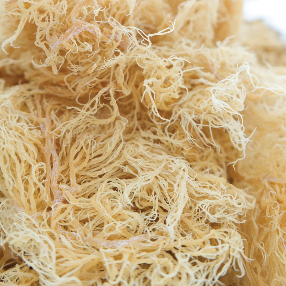 
                  
                    Raw Wildcrafted Sea Moss St Lucia
                  
                