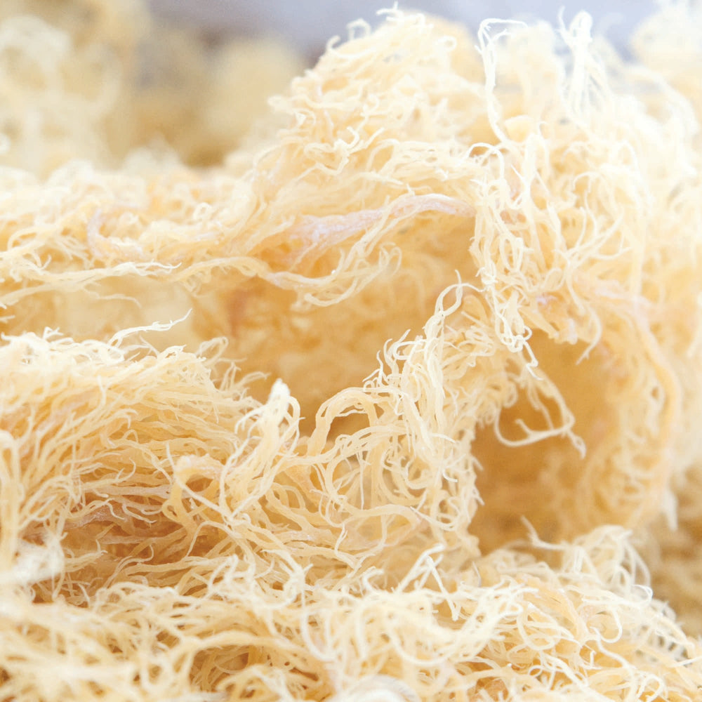 
                  
                    St Lucia Sea Moss 100g | Wildcrafted By Pure Sea Moss UK
                  
                